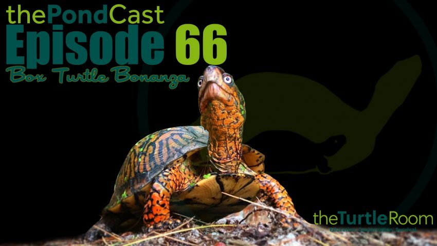 Ep. 66: Box Turtle Bonanza