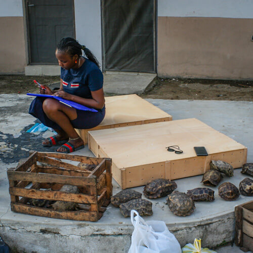 ttr_African_Chelonian_Institute_0001_500x500