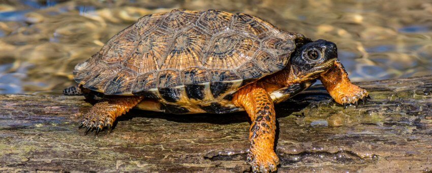 ttr_Wood_Turtle_Project_0020_2500x1000