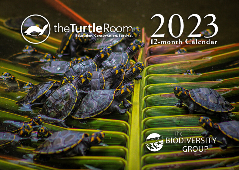 Where to Buy Red Eared Slider Turtle Calendars?