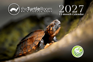 2027 Calendar cover - Cuora mouhotii mouhotii